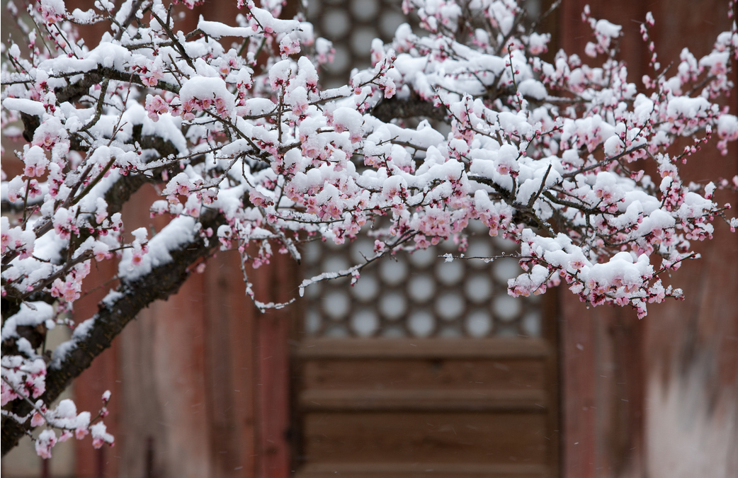 Bien vivre le printemps avec l’Ayurvéda