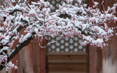 Bien vivre le printemps avec l’Ayurvéda