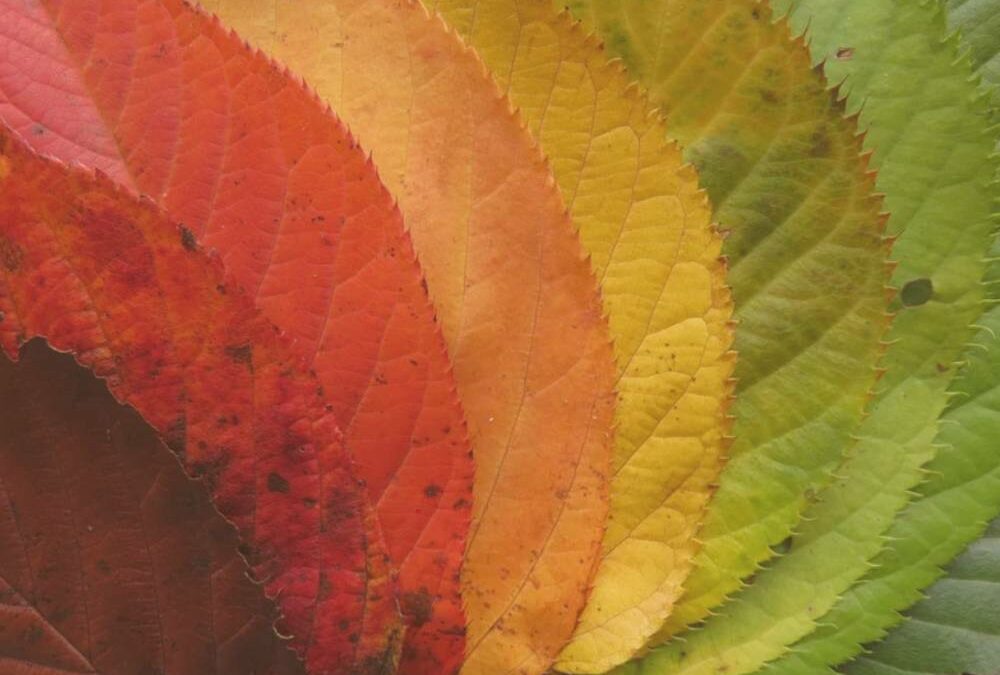 Ṛtusandhi : l’intersaison ayurvédique pour se purifier