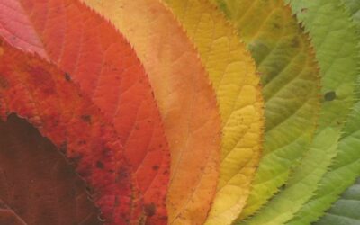 Ṛtusandhi: the Ayurvedic inter-seasonal period for purification